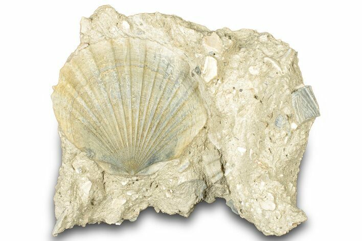 Fossil Pecten (Scallops) In Limestone - Gironde, France #302970